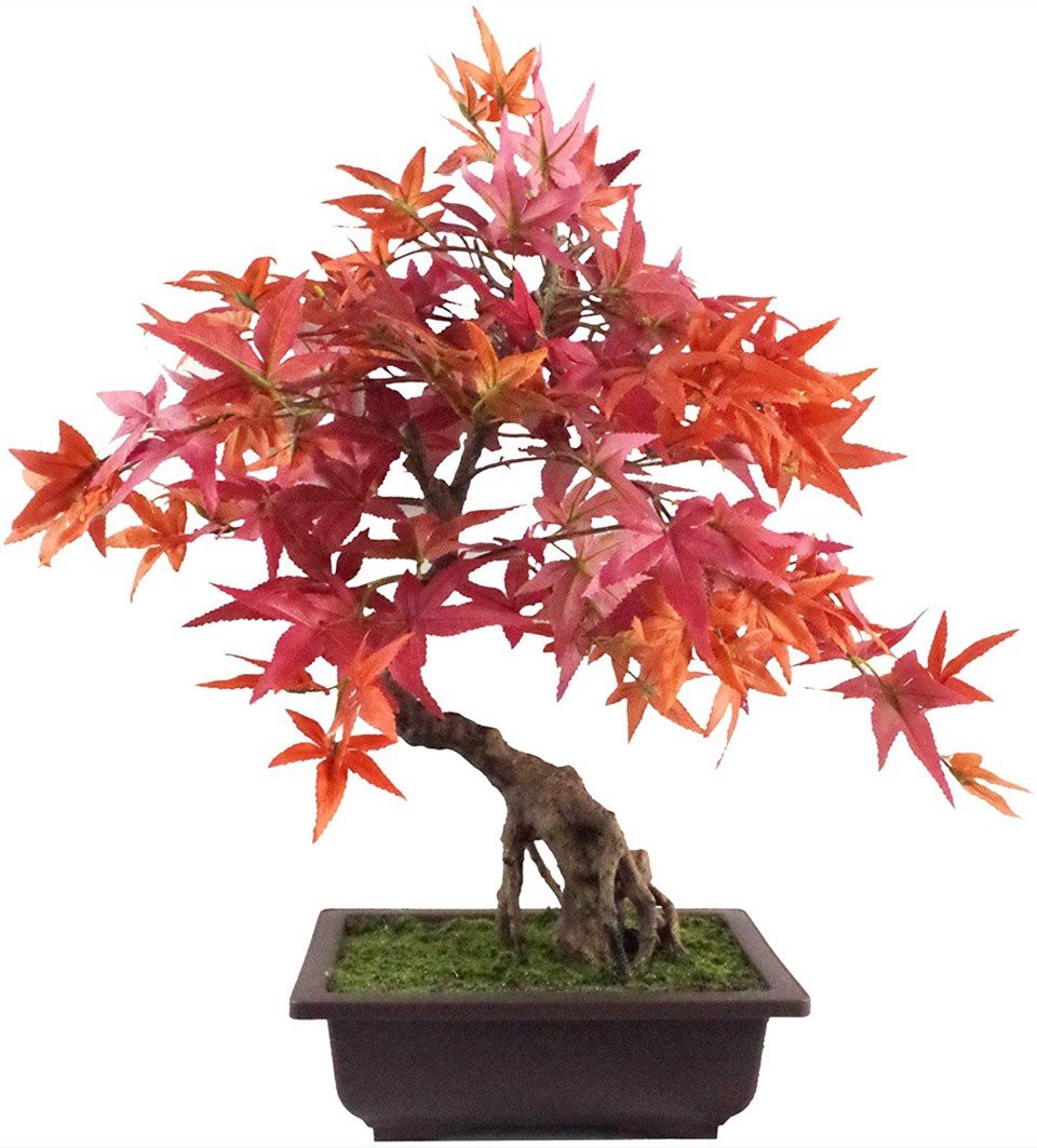 Acer Palmatum