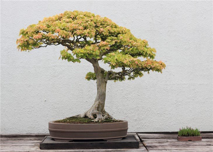 trident-maple-bonsai-tree