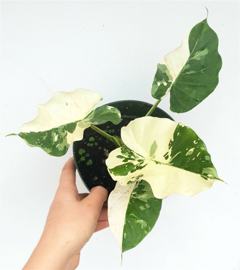 Alocasia Odora kirjava