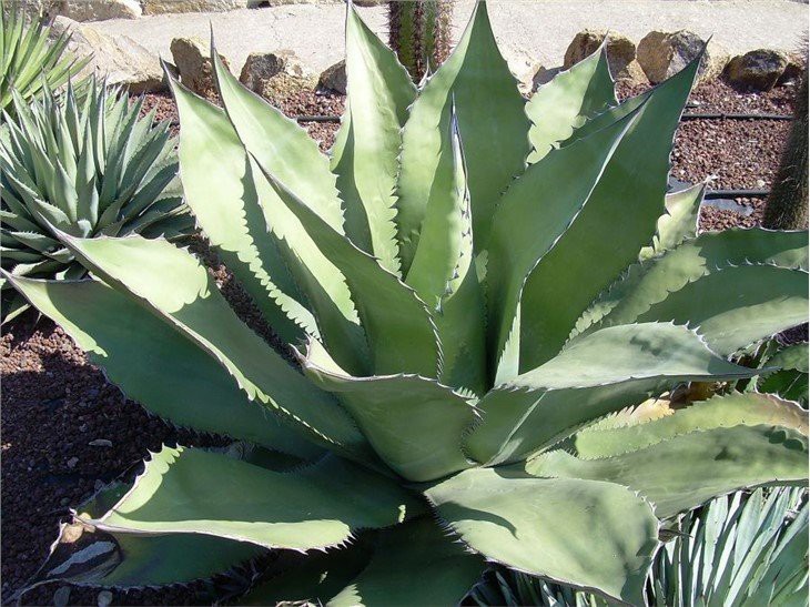 agave-salmiana-ferox(001)