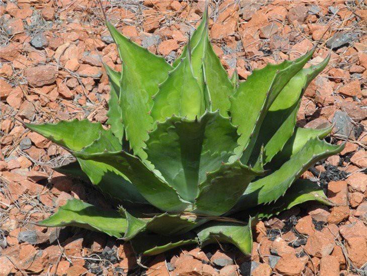 WideLeaf - 1 (1)